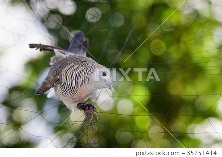 Image of bird(dove)is attached to the net. Animals Image of bird(dove)is attached to the net. Animals 35251414