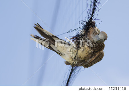 Image of bird(dove)is attached to the net. Animals Image of bird(dove)is attached to the net. Animals 35251416