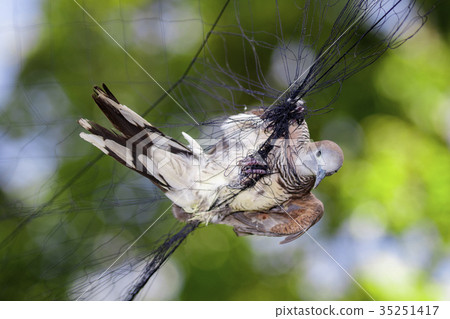 Image of bird(dove)is attached to the net. Animals Image of bird(dove)is attached to the net. Animals 35251417