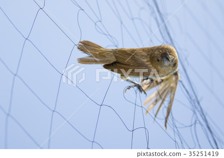 Image of bird (Sparrow) is attached to the net. 35251419