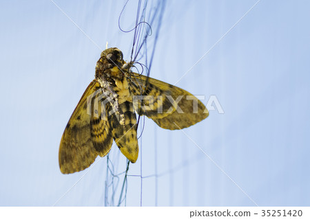 Image of butterfly (Moth) is attached to the net. Image of butterfly (Moth) is attached to the net. 35251420