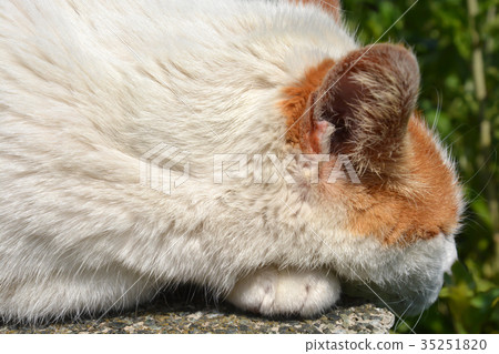 Fat cat during nap 35251820