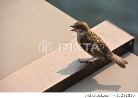 Sparrow Sparrow 35251830