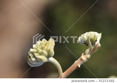 春天的到來(mitsumata的花蕾) 春天的到來(mitsumata的花蕾) 35253168