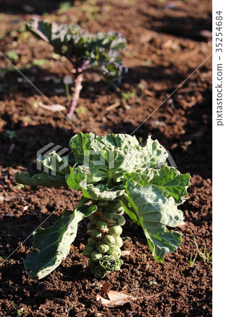 Meka捲心菜有益於美容和健康 35254684