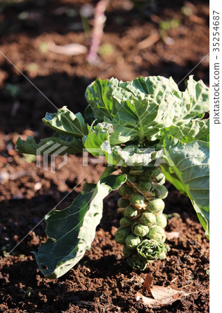 Meka cabbage effective for beauty and health 35254687