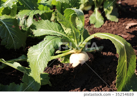 Kanemachi Kabu 35254689