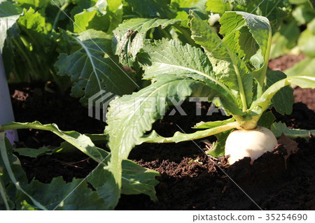 Kanemachi Kabu 35254690