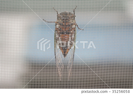 Cicadas 35256058