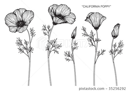 California poppy flower drawing. 35256292