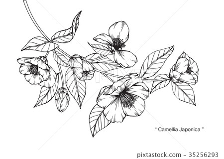 Camellia Japonica flower drawing. 35256293