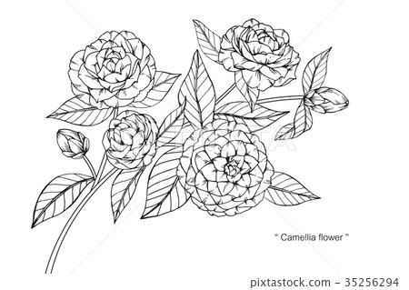 Camellia Flower Drawing Stock Illustration 35256294 Pixta