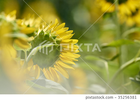 sunflower sunflower 35256381