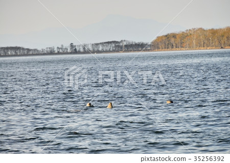 Notsuke半島的芝麻封印 35256392