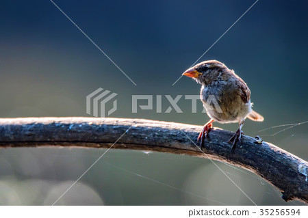 Portrait of an adult female of a house sparrow Portrait of an adult female of a house sparrow 35256594