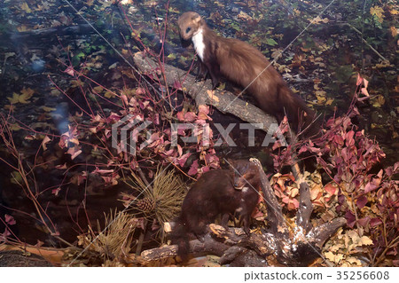 Close up stuffed pine marten or Martes martes 35256608