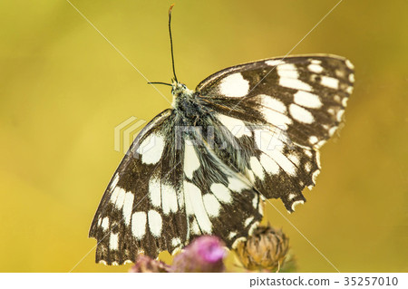 marbled white butterfly marbled white butterfly 35257010