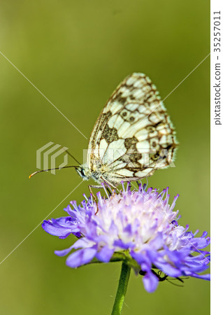 marbled white butterfly marbled white butterfly 35257011