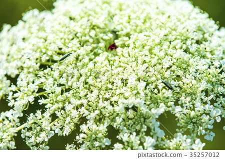 wild carrot 35257012
