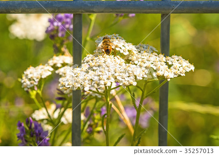 common yarrow, medicinal herb with bee common yarrow, medicinal herb with bee 35257013