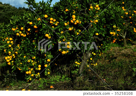 Mandarin farm 35258108