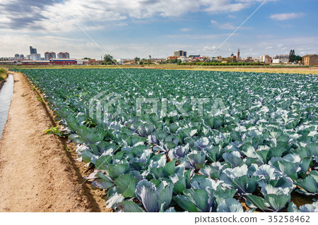 Cabbage plantation against the city Cabbage plantation against the city 35258462