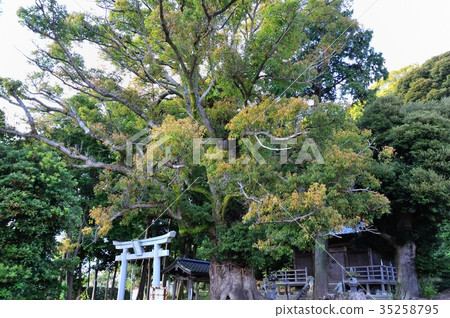 八坂神社的Kusanoki 八坂神社的Kusanoki 35258795