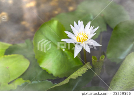 One White lotus flower in fog One White lotus flower in fog 35259596