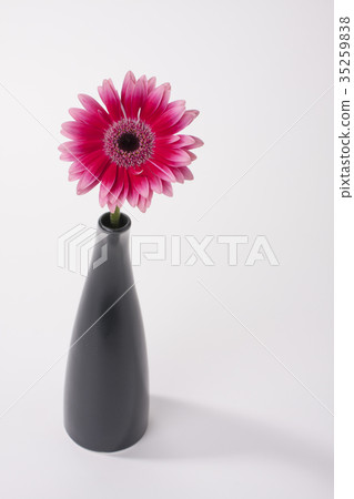 花非洲菊背景材料植物的圖像 照片素材 圖片 圖庫