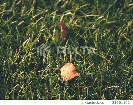 Football playfield. Outdoor soccer playground, Football playfield. Outdoor soccer playground, 35261102