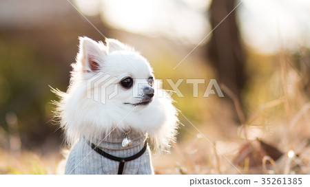 長毛大衣奇瓦瓦毛衣 35261385