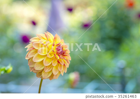 Dahlia Dahlia 35261463