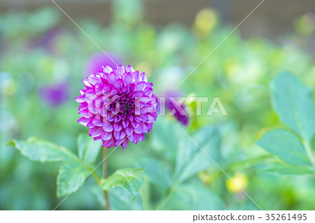 Dahlia Dahlia 35261495