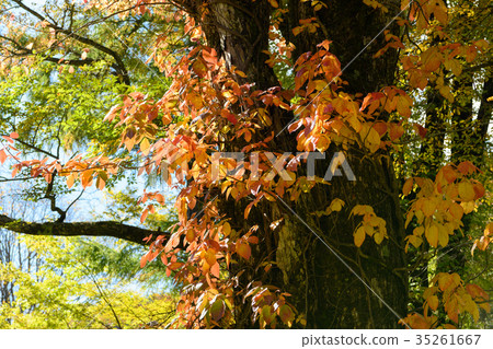 秋天的常春藤 35261667