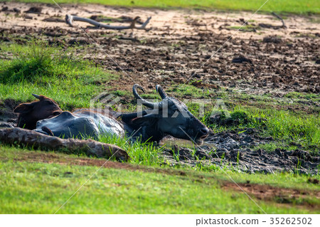 Asian water buffalo or Bubbalus bubbalis Asian water buffalo or Bubbalus bubbalis 35262502