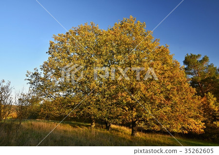 Autumn. Beautiful colorful leaves. Landscape. 35262605