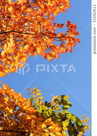 Autumn. Beautiful colorful leaves. Landscape. 35262611