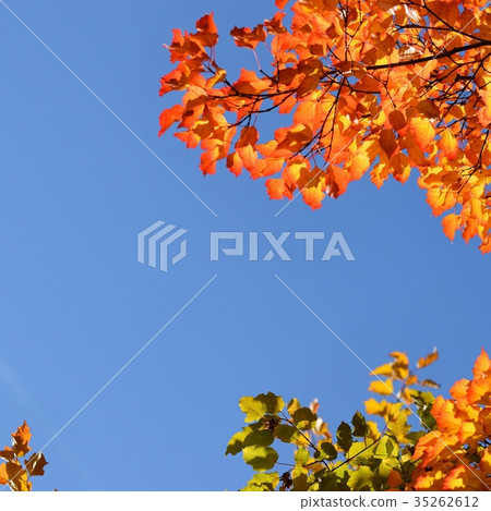 Autumn. Beautiful colorful leaves. Landscape. 35262612
