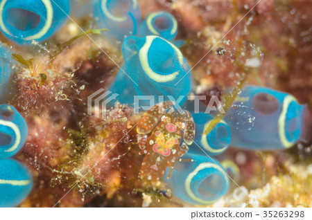 Sagittarius cauliflower 35263298