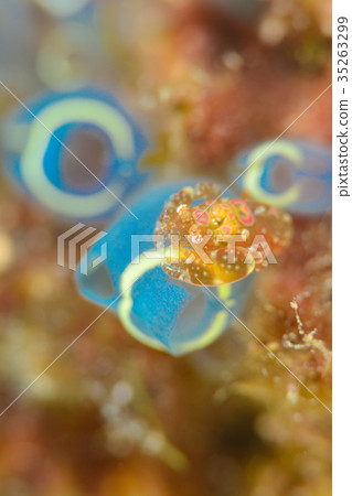 Sagittarius cauliflower 35263299