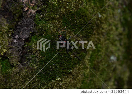 Caterpillar larva of Yokoduna turtle 35263444