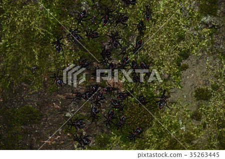 A group of larvae of the sea bream 35263445