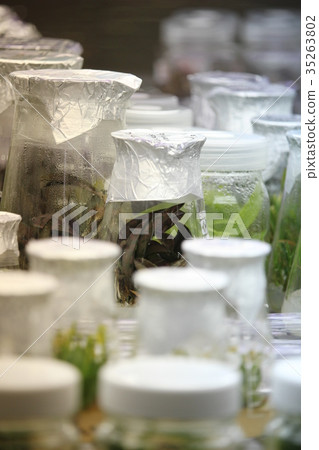 Plant research image (plant tissue culture) 35263802