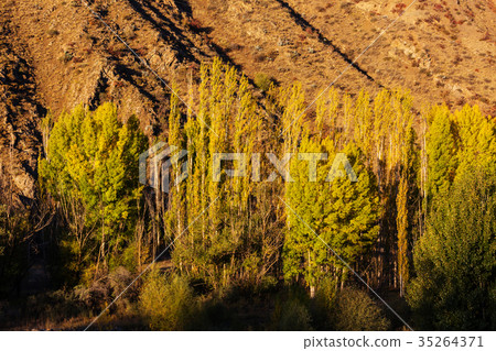 Autumn forest Autumn forest 35264371
