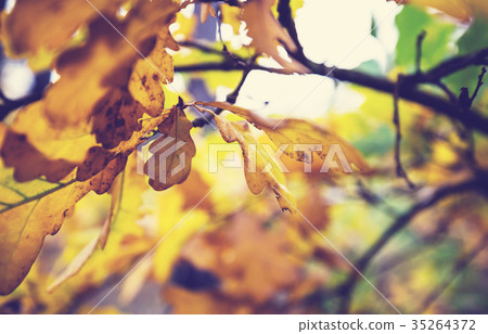 Autumn leaves Autumn leaves 35264372
