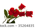Rose 35264835