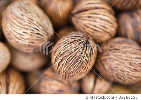 Bulbs of Buddha palm tree Bulbs of Buddha palm tree 35265155