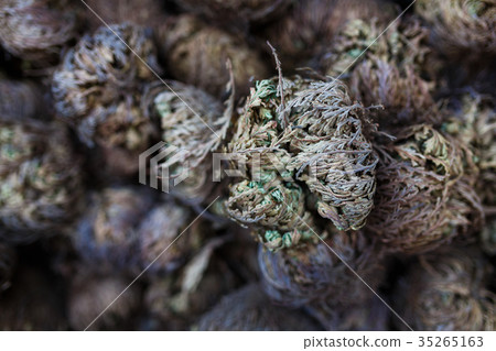 Bulbs of Rose of Jericho flowers Bulbs of Rose of Jericho flowers 35265163