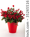 Rose 35265516