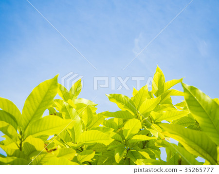 Green leaves with sky Green leaves with sky 35265777